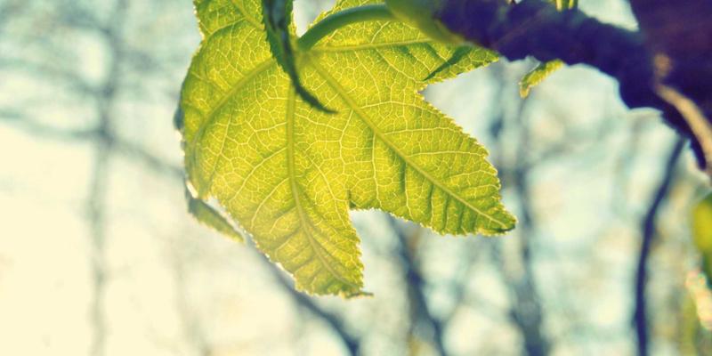 信息安全的专业基石：CCSIIA认证服务如何赋能企业网络安全体系