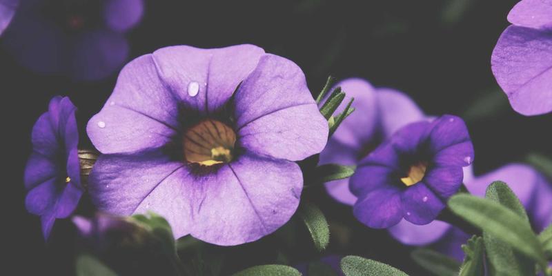 安全运营中心（SOC）的智能化转型：如何通过SOAR与AI技术提升威胁检测与响应效率